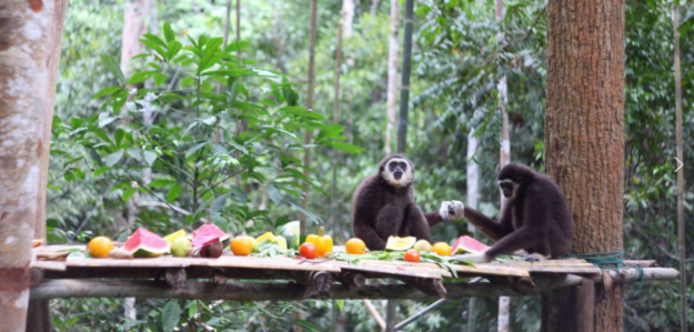 Gibbon Conservation Society